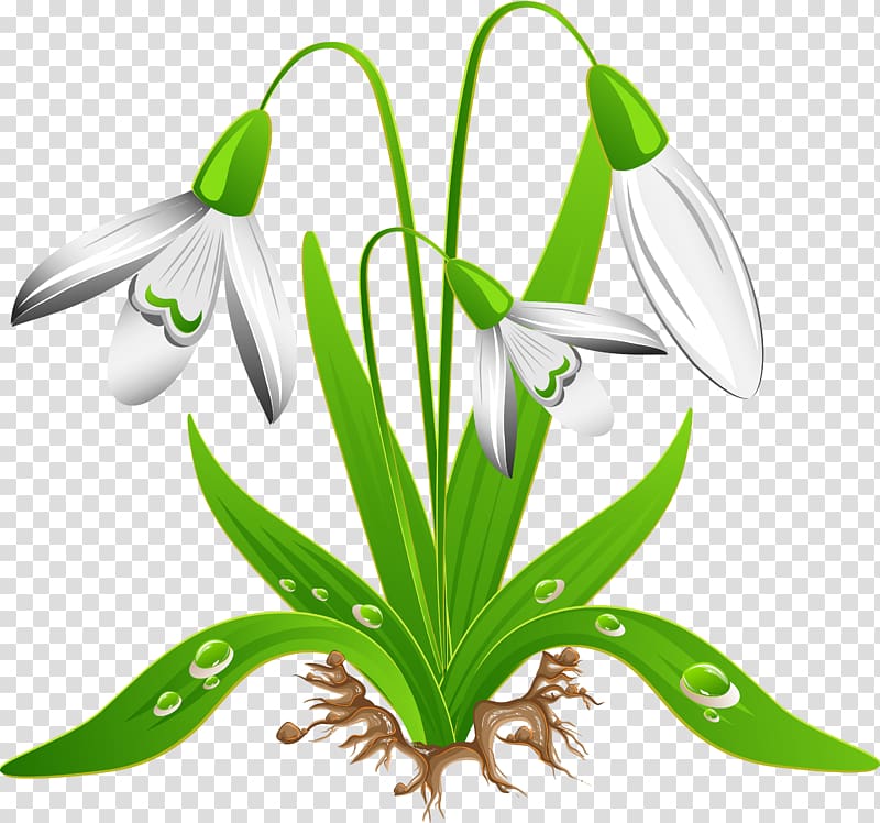Crocus vernus Snowdrop Flower , snowdrop transparent background PNG clipart
