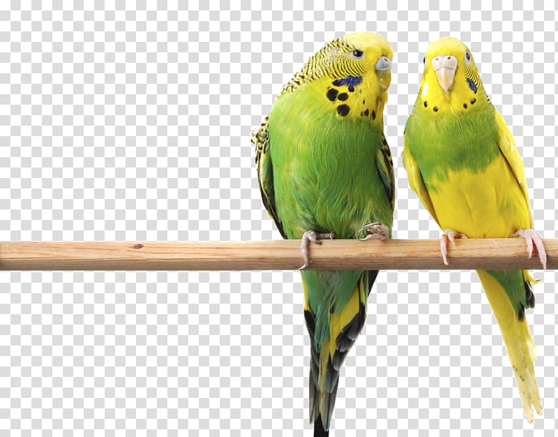 Budgerigar Bird Parrot Parakeet Cage, macaw transparent background PNG clipart