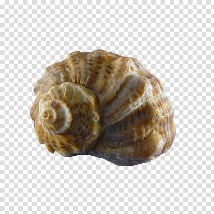 Conchology Sea snail Seashell, conch transparent background PNG clipart