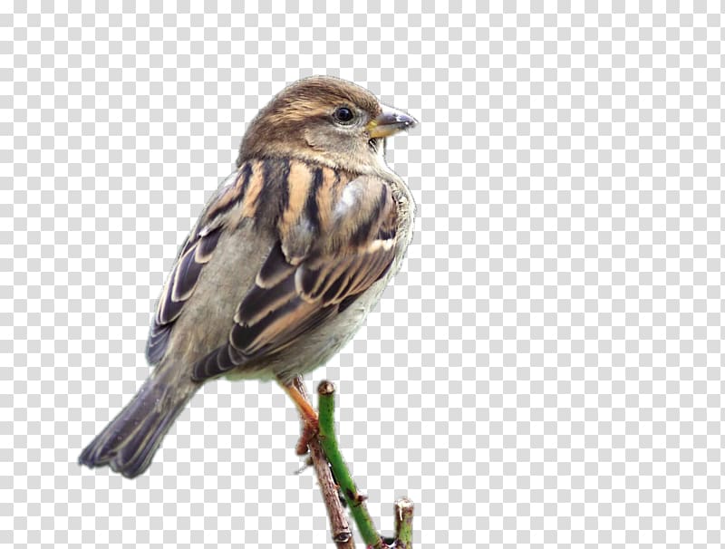 House Sparrow Bird Mahjong, Standing on a branch sparrow transparent background PNG clipart