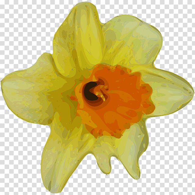 Flower Daffodil Buttercup , flower transparent background PNG clipart