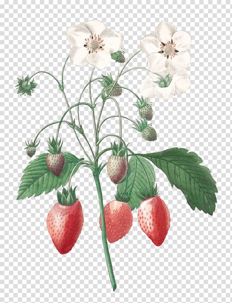 Pierre-Joseph Redouté (1759-1840) Choix des plus belles fleurs Botanical illustration Art, strawberry illustration transparent background PNG clipart