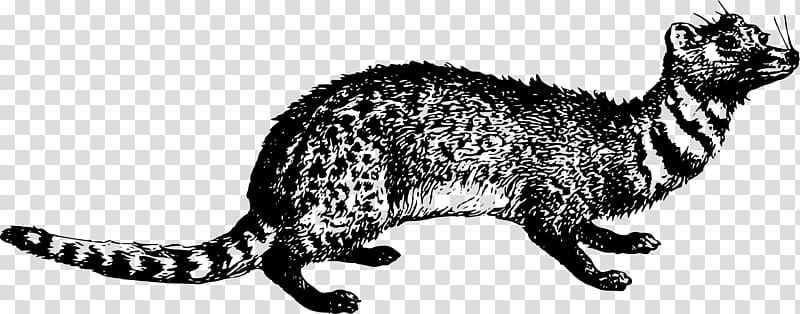 Whiskers Viverrids Cat Raccoon , Cat transparent background PNG clipart