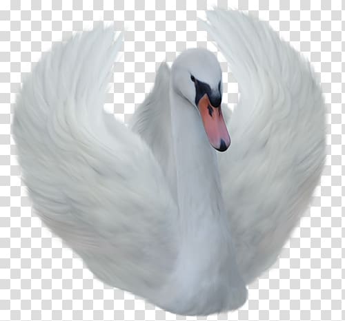 Swan transparent background PNG clipart