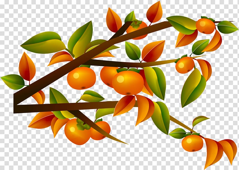 Japanese Persimmon Computer file, Persimmon tree transparent background PNG clipart