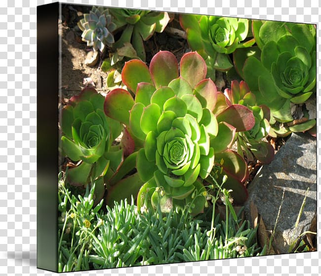 Plant Herb Flower Groundcover, succulent border transparent background PNG clipart