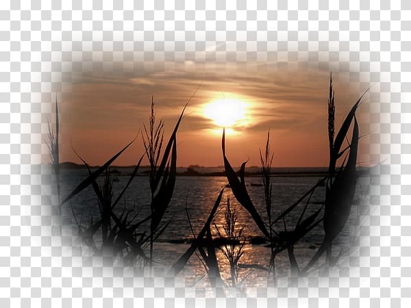 Sunset Sunrise Astre Desktop Reed, others transparent background PNG clipart