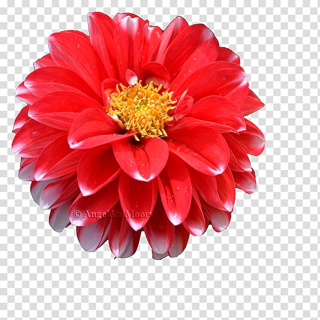 Dahlia Transvaal daisy Chrysanthemum Cut flowers Petal, chrysanthemum transparent background PNG clipart