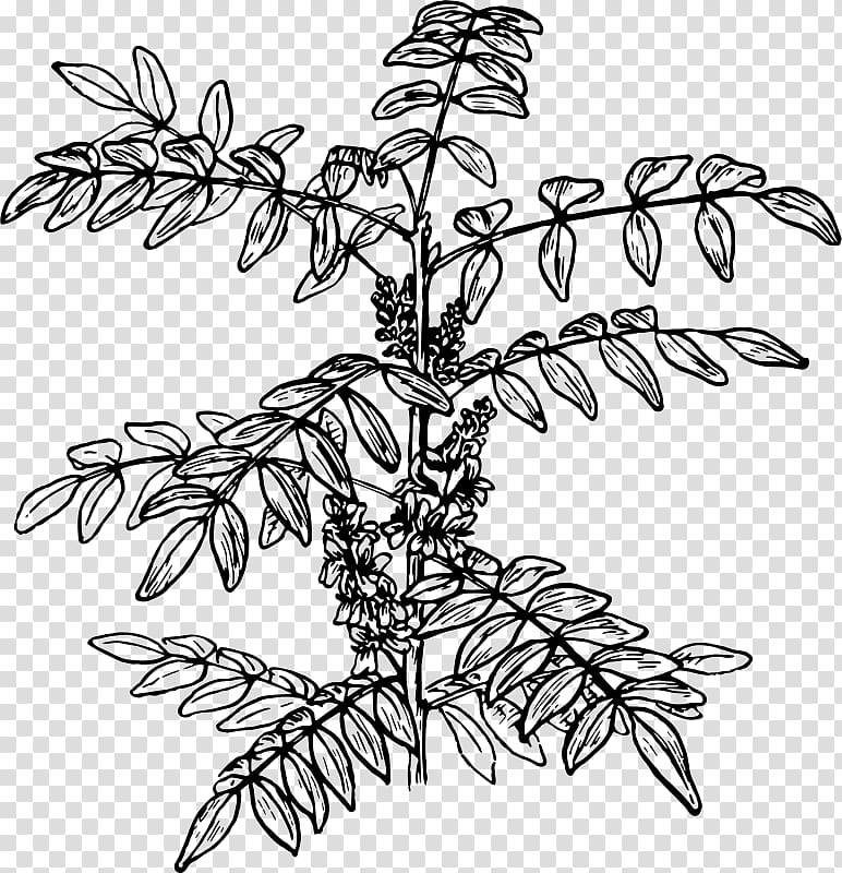 Twig Shrub , Indigo Flower transparent background PNG clipart