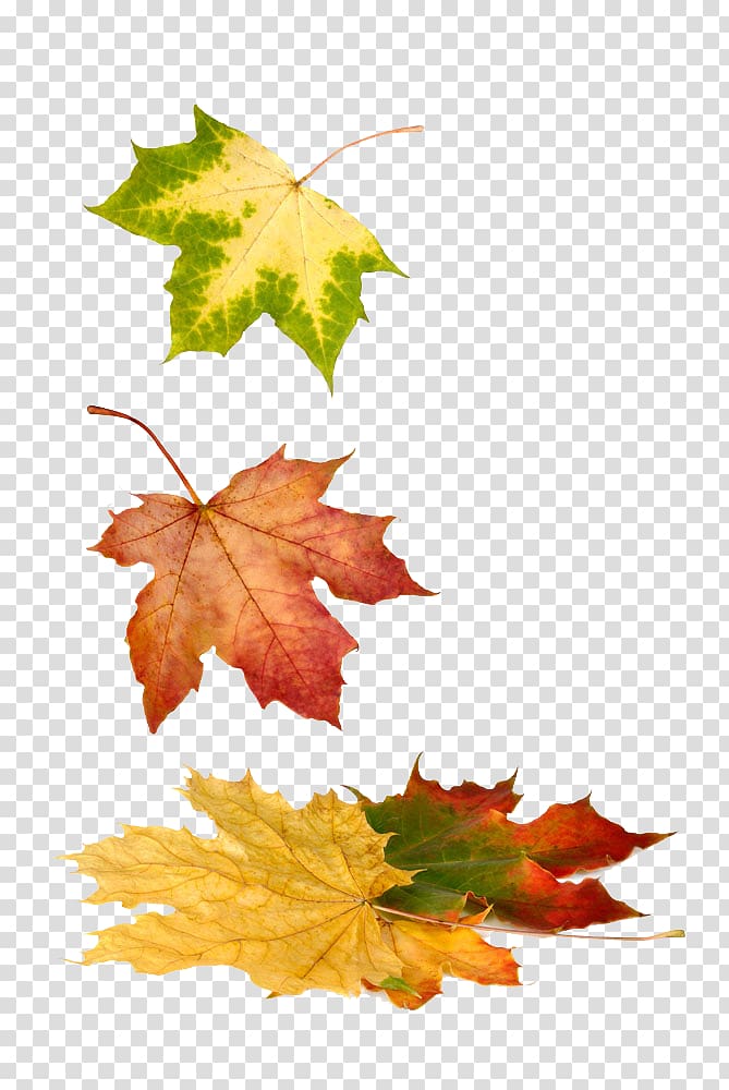 Maple leaf, Autumn Maple Leaf transparent background PNG clipart