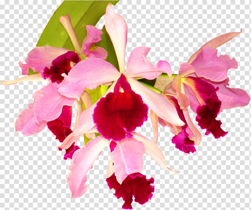 Orchids Flower Desktop , tropical flower transparent background PNG clipart