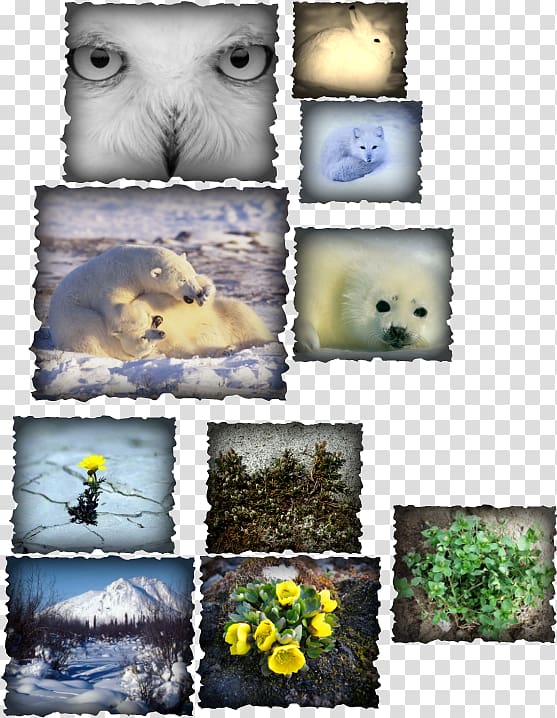 Arctic Animal Ecosystem Tundra Biome, login button transparent background PNG clipart