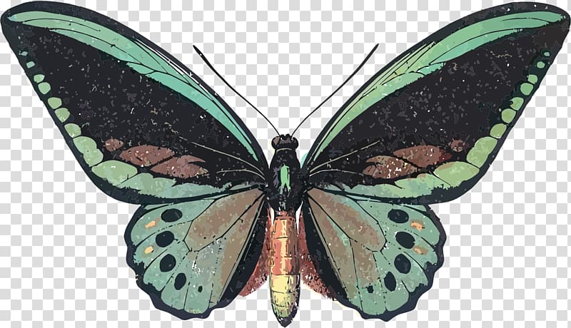 Butterfly Queen Alexandra\'s birdwing Graphic design , insect transparent background PNG clipart
