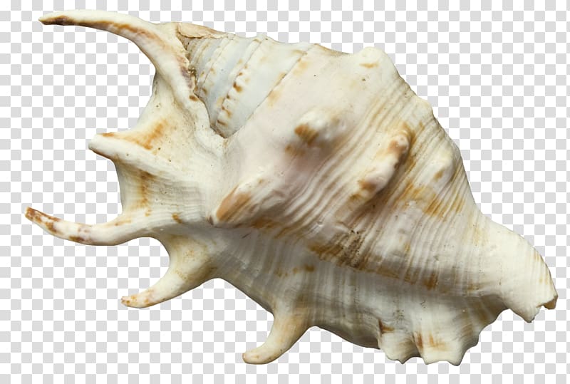 Seashell Conch , White Conch transparent background PNG clipart