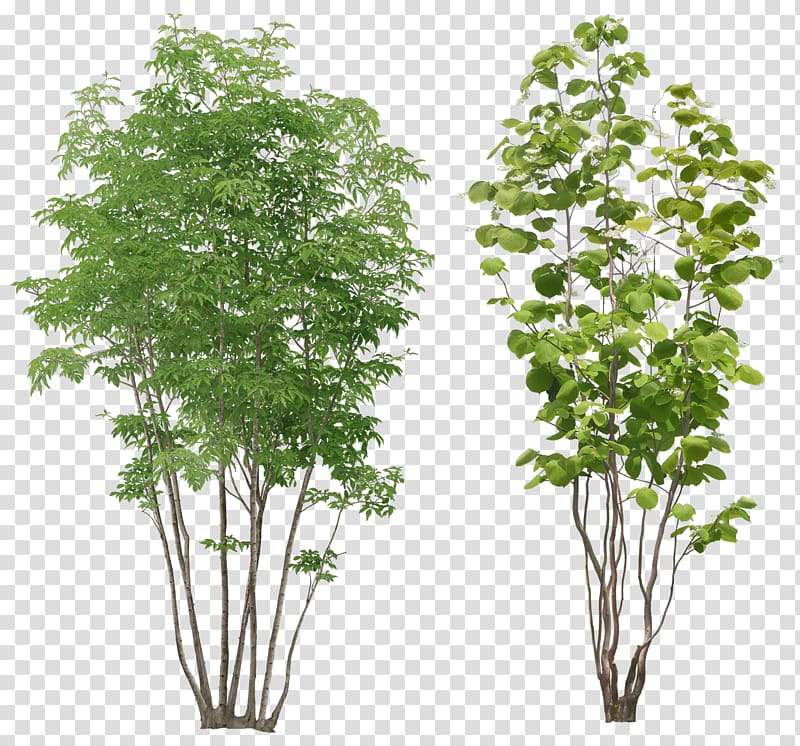 two green plants, Populus alba Tree Arecaceae, bushes transparent background PNG clipart