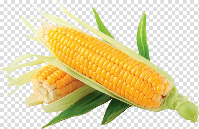 Corn on the cob Flint corn Sweet corn , good friday transparent background PNG clipart