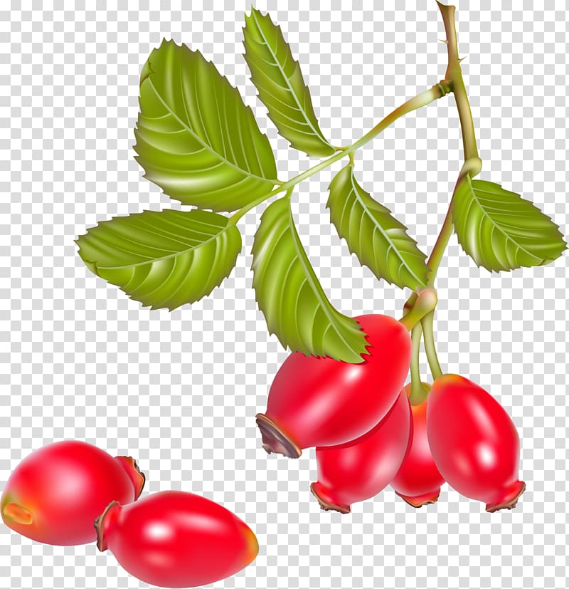 Rose hip Tea Cherry tomato, tea transparent background PNG clipart