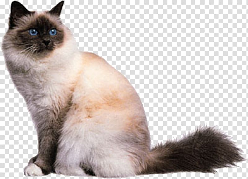 Birman Abyssinian American Shorthair British Shorthair Burmese cat, White cat transparent background PNG clipart