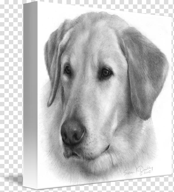 Labrador Retriever Golden Retriever Puppy Drawing, Yellow Lab transparent background PNG clipart