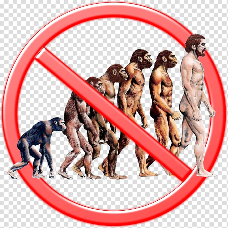 Human evolution Great apes Science, science transparent background PNG clipart