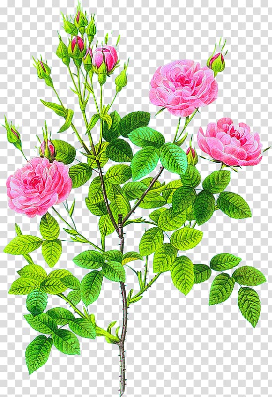 Pierre-Joseph Redouté (1759-1840) Les roses Flowers Cabbage rose, Flowers transparent background PNG clipart