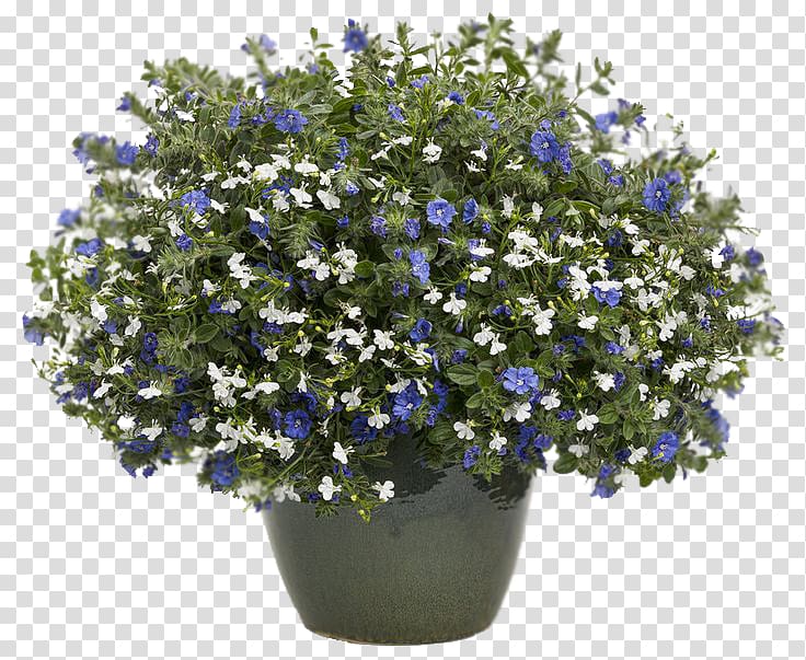 Lobelia erinus Blue Hanging basket Annual plant, others transparent background PNG clipart