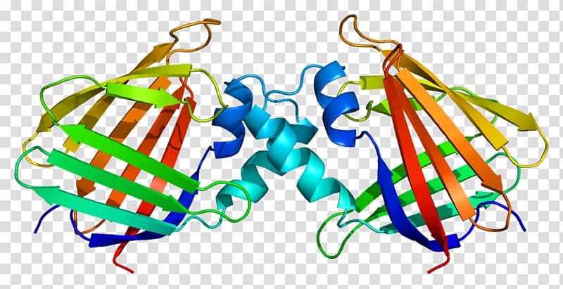 CRABP1 Retinoic acid Protein Data Bank Gene, others transparent background PNG clipart