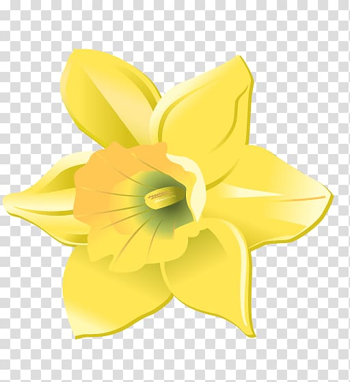 Daffodil Cut flowers Petal, others transparent background PNG clipart