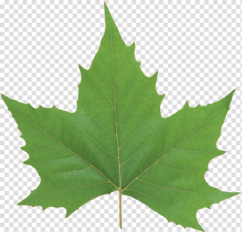 Leaf Look at Leaves Green, Green Leaf transparent background PNG clipart