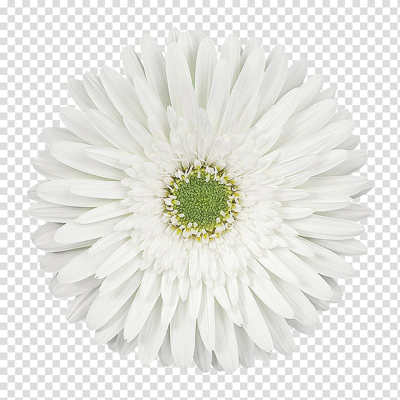 Transvaal daisy Cut flowers Blumenversand Chrysanthemum Oxeye daisy, chrysanthemum transparent background PNG clipart