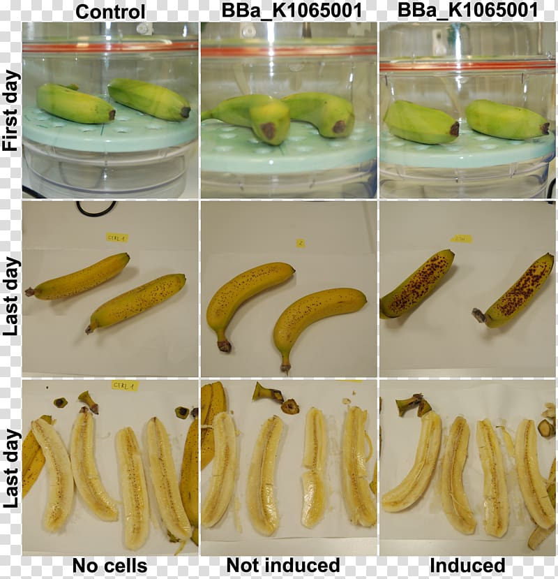 Banana Pickled cucumber University of Trento International Genetically Engineered Machine, banana transparent background PNG clipart