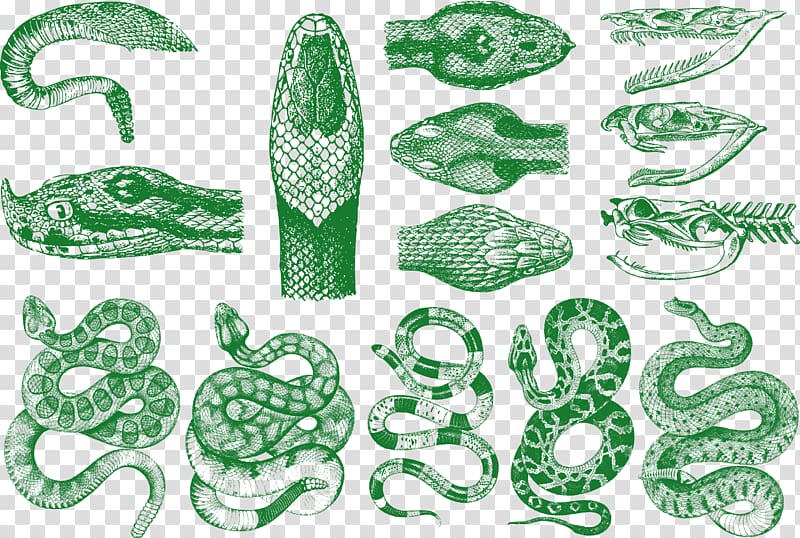 snake illustration, Snake Vipers Pattern, snake transparent background PNG clipart