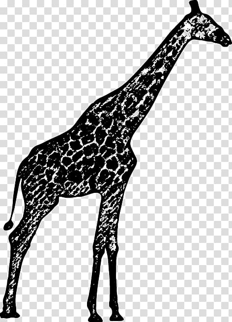 Black and white Northern giraffe Drawing, giraffe transparent background PNG clipart