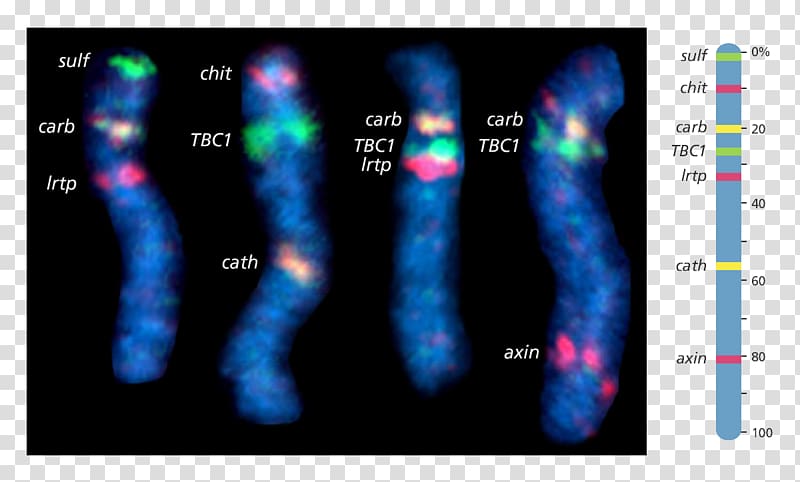 Human Genome Project Fluorescence in situ hybridization Chromosome Gene mapping, optical science and technology transparent background PNG clipart