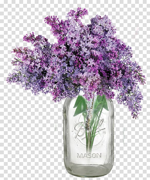 Common lilac Lavender Vase , lilac transparent background PNG clipart