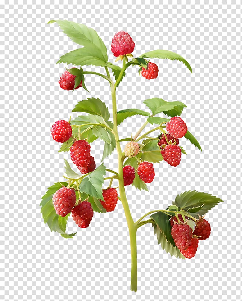 Red raspberry Fruit Amora Mulberry, raspberry transparent background PNG clipart