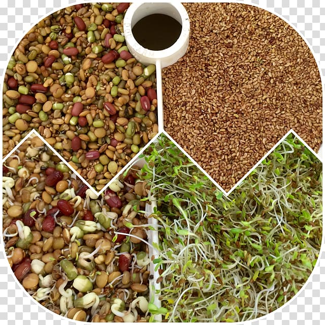 Vegetarian cuisine Spice Superfood Mixture, Bean sprout transparent background PNG clipart