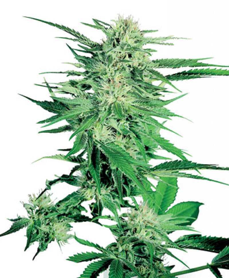 Cannabis Bud Seed Marijuana Flowering plant, skunk transparent background PNG clipart