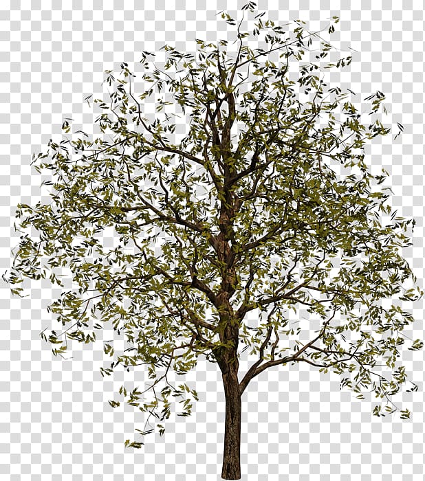 Tree , tree transparent background PNG clipart