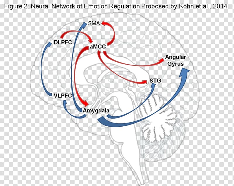 Emotional self-regulation Brain Arousal Amygdala, Brain transparent background PNG clipart
