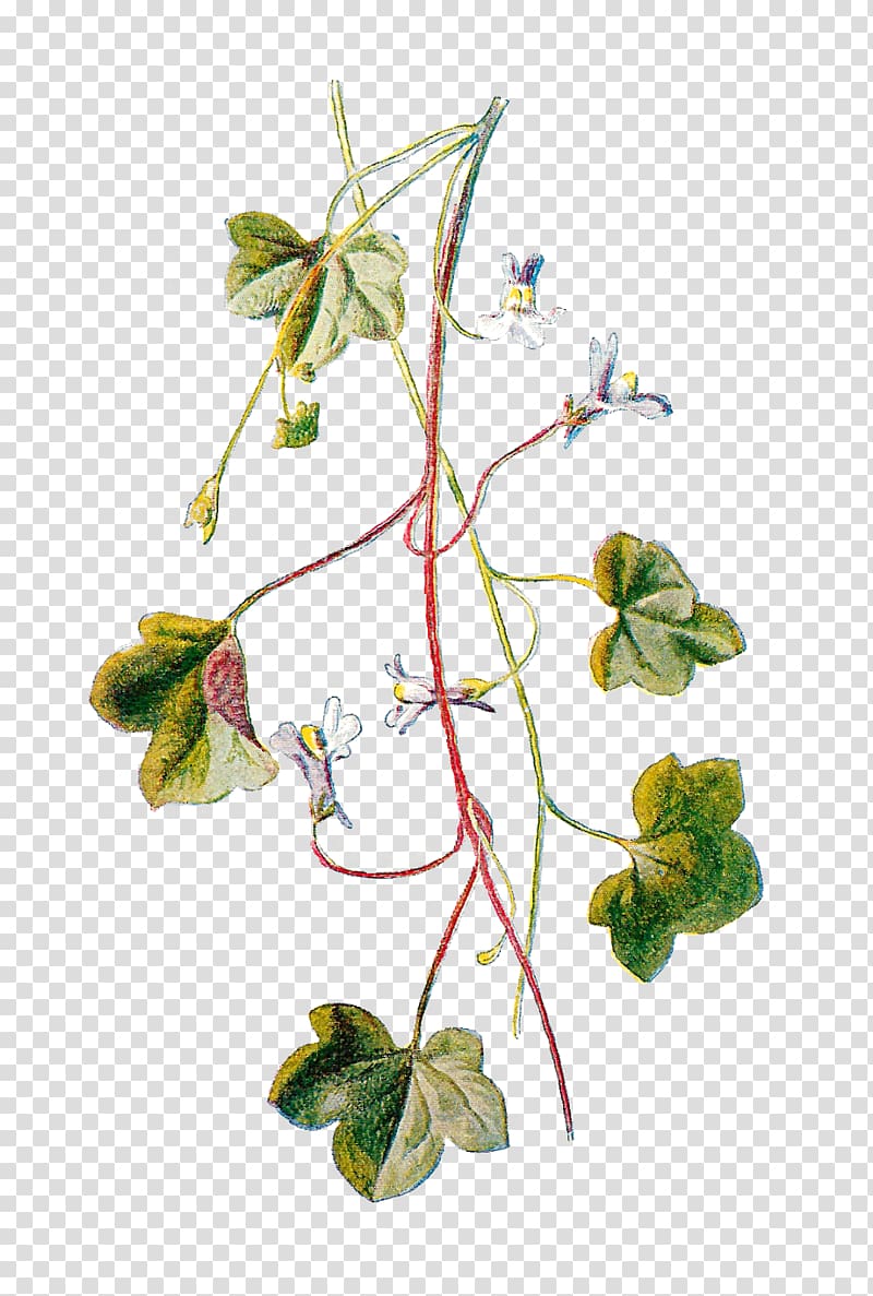 Kenilworth Ivy Yellow toadflax Flower Illustration, flower transparent background PNG clipart