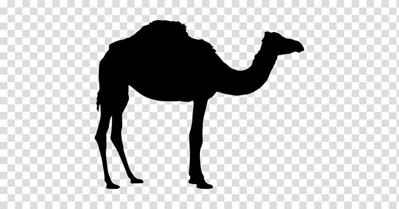 Dromedary Bactrian camel Silhouette , Silhouette transparent background PNG clipart