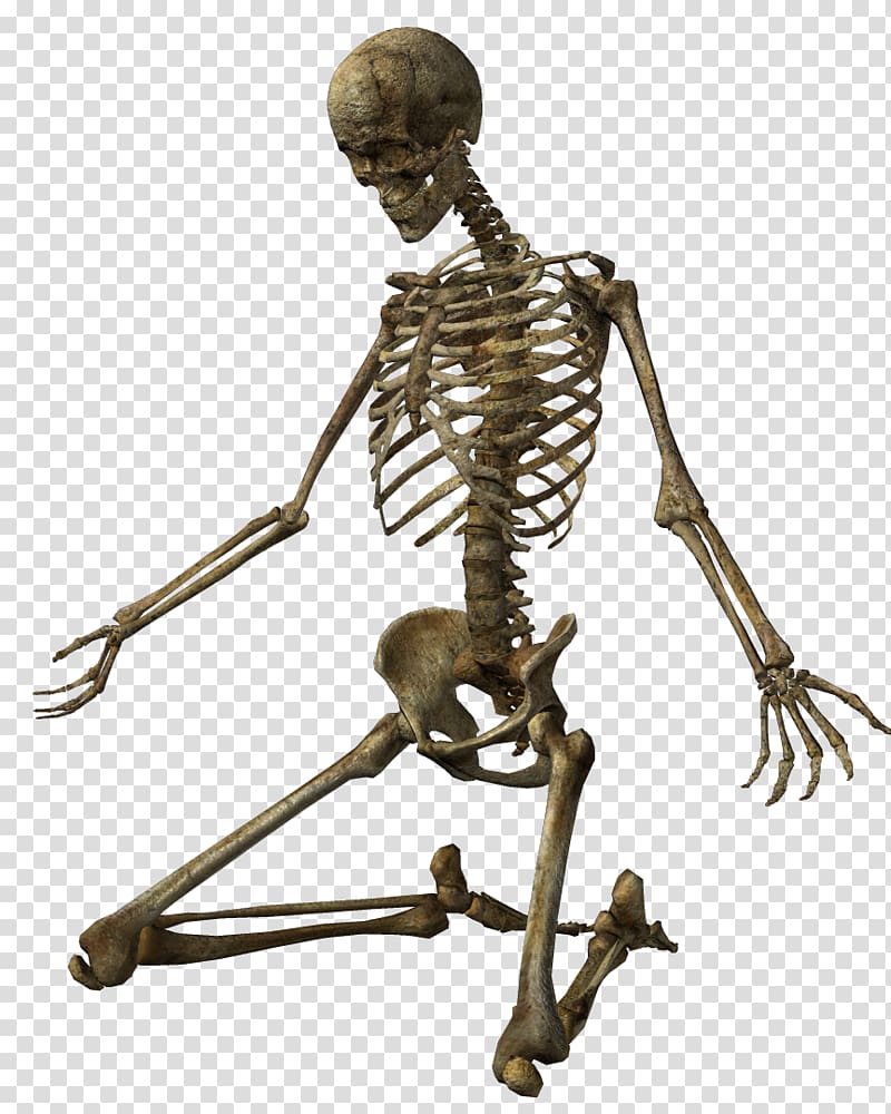 Skeleton , Skeleton transparent background PNG clipart