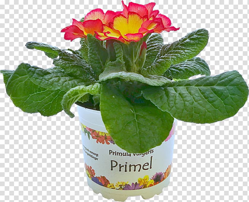 Primrose Flowerpot, argyranthemum frutescens transparent background PNG clipart
