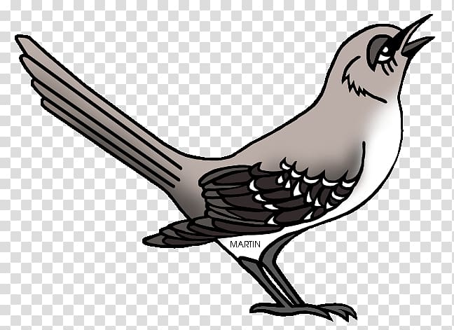 Northern mockingbird To Kill a Mockingbird Drawing , others transparent background PNG clipart
