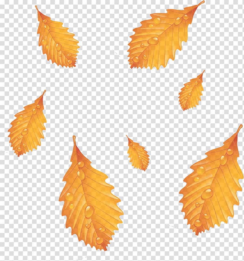 Autumn Leaf Deciduous Season, Autumn leaves transparent background PNG clipart