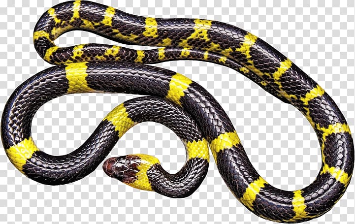 Black rat snake Vipers Reptile, snake transparent background PNG clipart