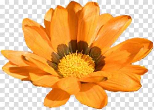 Calendula officinalis Marigold Flower Yellow , marigold transparent background PNG clipart