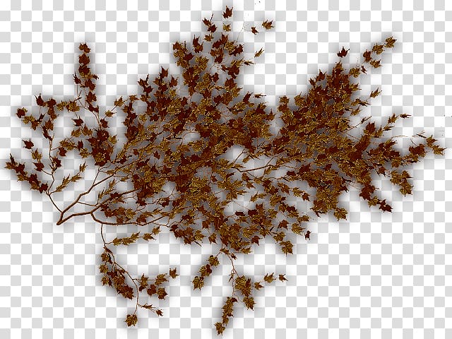 Tree, Brown Vine transparent background PNG clipart