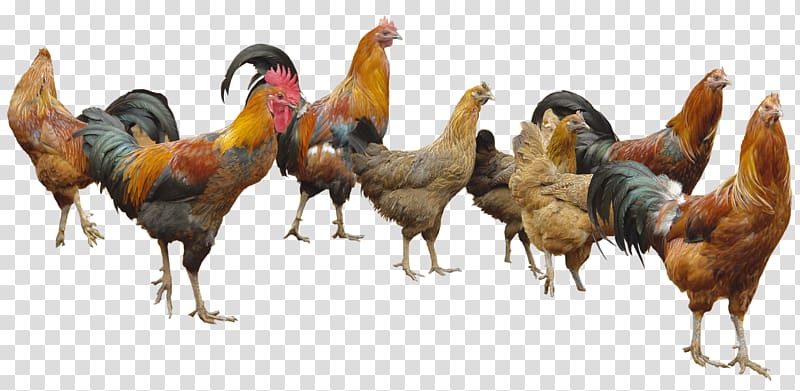 brown and black roosters, Appenzeller Spitzhauben White-faced Black Spanish Poultry, Chickens transparent background PNG clipart